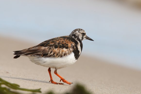 Voltapietre - Ruddy turnstone (Arenaria interpres)