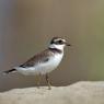 Corriere grosso - Ringed plover (Charadrius hiaticula)