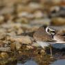 Corriere piccolo - Little ringed plover (Charadrius dubius)