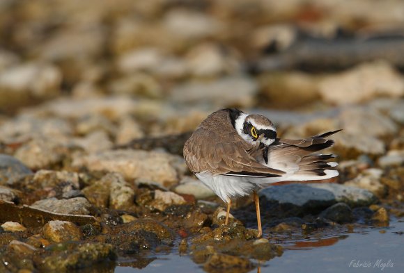 Corriere piccolo - Little ringed plover (Charadrius dubius)