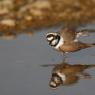 Corriere piccolo - Little ringed plover (Charadrius dubius)