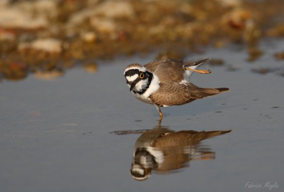 Corriere piccolo - Little ringed plover (Charadrius dubius)