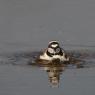 Corriere piccolo - Little ringed plover (Charadrius dubius)