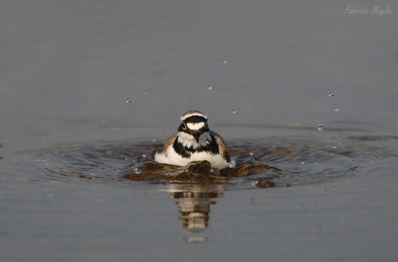 Corriere piccolo - Little ringed plover (Charadrius dubius)