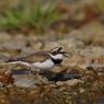 Corriere piccolo - Little ringed plover (Charadrius dubius)