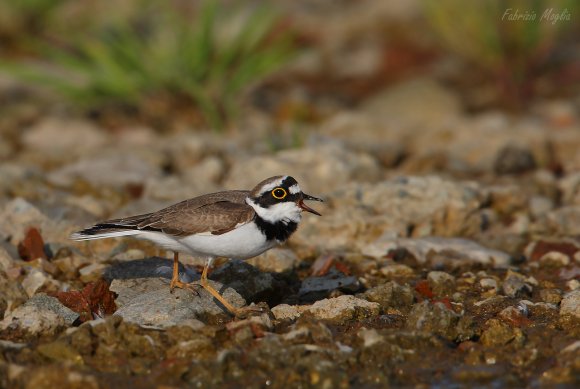 Corriere piccolo - Little ringed plover (Charadrius dubius)