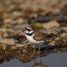 Corriere piccolo - Little ringed plover (Charadrius dubius)