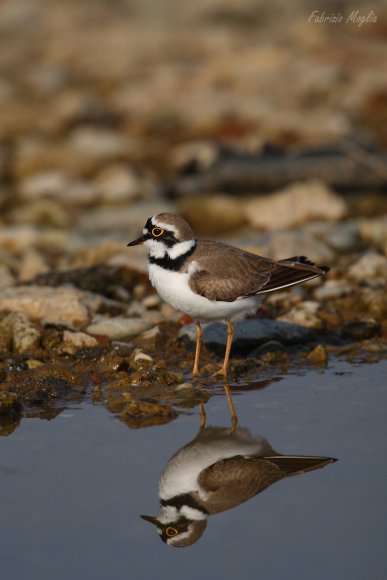 Corriere piccolo - Little ringed plover (Charadrius dubius)