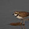 Corriere piccolo - Little ringed plover (Charadrius dubius)