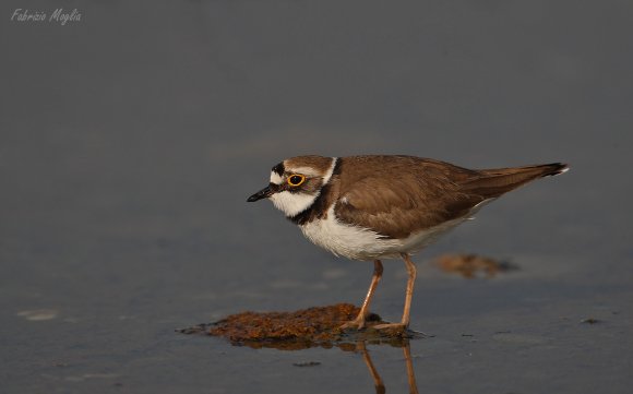 Corriere piccolo - Little ringed plover (Charadrius dubius)