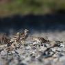 Occhione - Stone curlew (Burhinus oedicnemus)