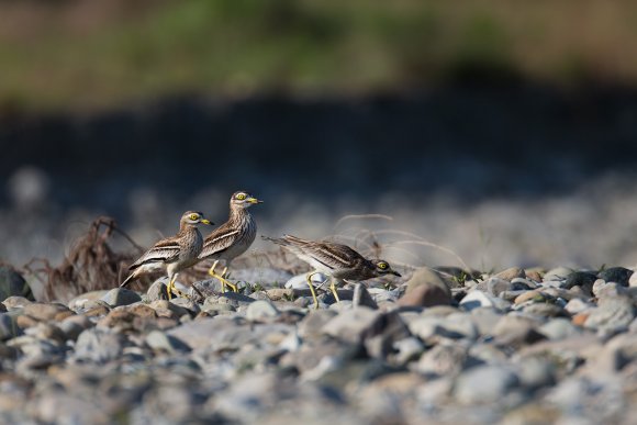 Occhione - Stone curlew (Burhinus oedicnemus)