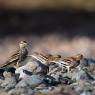 Occhione - Stone curlew (Burhinus oedicnemus)