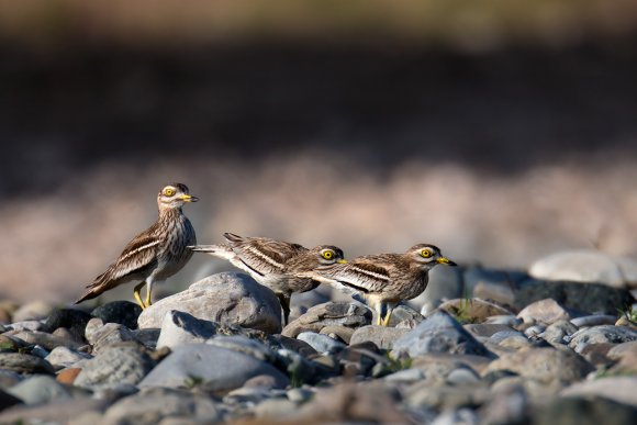 Occhione - Stone curlew (Burhinus oedicnemus)