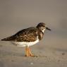 Voltapietre - Ruddy turnstone (Arenaria interpres)