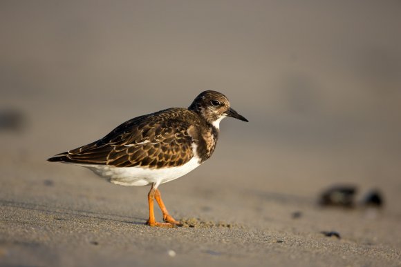 Voltapietre - Ruddy turnstone (Arenaria interpres)