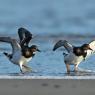 Beccaccia di mare -  Eurasian oystercatcher (Haematopus ostralegus)