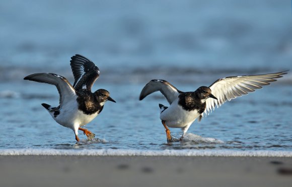 Beccaccia di mare -  Eurasian oystercatcher (Haematopus ostralegus)