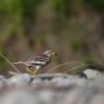 Occhione - Stone curlew (Burhinus oedicnemus)