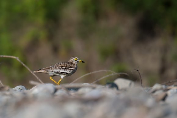 Occhione - Stone curlew (Burhinus oedicnemus)