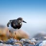 Voltapietre - Ruddy turnstone (Arenaria interpres)