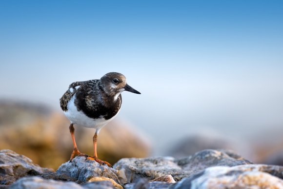 Voltapietre - Ruddy turnstone (Arenaria interpres)