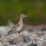 Occhione - Stone curlew (Burhinus oedicnemus)