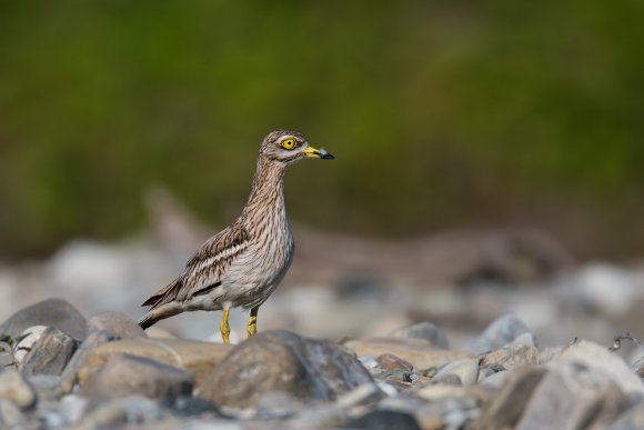 Occhione - Stone curlew (Burhinus oedicnemus)