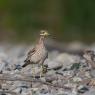 Occhione - Stone curlew (Burhinus oedicnemus)