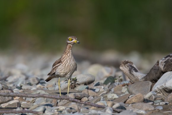 Occhione - Stone curlew (Burhinus oedicnemus)