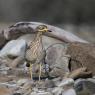 Occhione - Stone curlew (Burhinus oedicnemus)