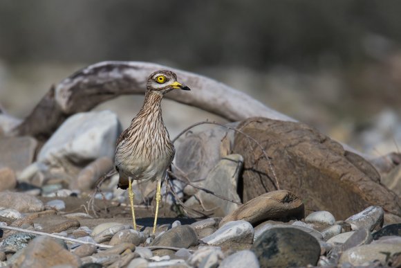 Occhione - Stone curlew (Burhinus oedicnemus)