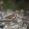 Occhione - Stone curlew (Burhinus oedicnemus)