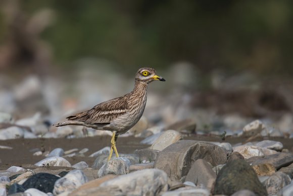 Occhione - Stone curlew (Burhinus oedicnemus)