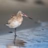 Pittima minore -  Bar-tailed godwit (Limosa lapponica)