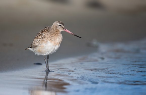 Pittima minore -  Bar-tailed godwit (Limosa lapponica)