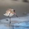 Pittima minore -  Bar-tailed godwit (Limosa lapponica)