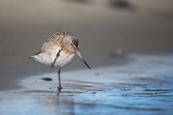 Pittima minore -  Bar-tailed godwit (Limosa lapponica)