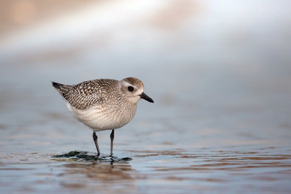 Pivieressa -  Grey plover (Pluvialis squatarola)