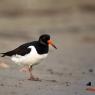 Beccaccia di mare -  Eurasian oystercatcher (Haematopus ostralegus)