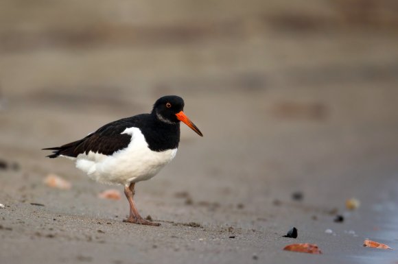 Beccaccia di mare -  Eurasian oystercatcher (Haematopus ostralegus)