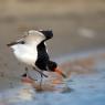 Beccaccia di mare -  Eurasian oystercatcher (Haematopus ostralegus)