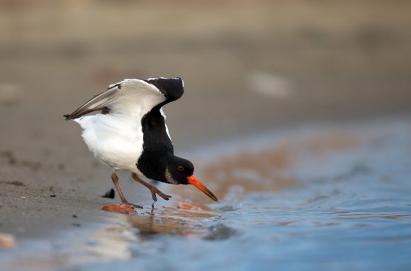 Beccaccia di mare -  Eurasian oystercatcher (Haematopus ostralegus)