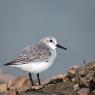 Piovanello tridattilo - Sanderling (Calidris alba)