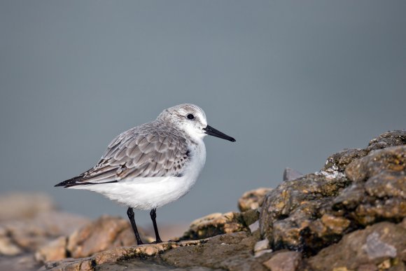 Piovanello tridattilo - Sanderling (Calidris alba)