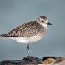 Pivieressa -  Grey plover (Pluvialis squatarola)