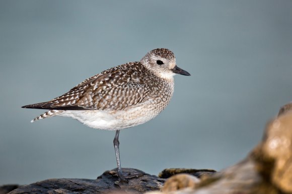 Pivieressa -  Grey plover (Pluvialis squatarola)