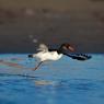 Beccaccia di mare -  Eurasian oystercatcher (Haematopus ostralegus)