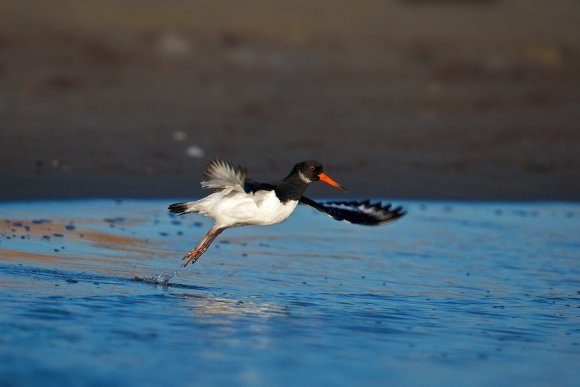 Beccaccia di mare -  Eurasian oystercatcher (Haematopus ostralegus)