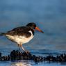 Beccaccia di mare -  Eurasian oystercatcher (Haematopus ostralegus)